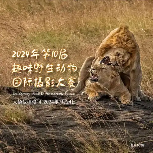 免参赛费,双人肯尼亚7天摄影之旅向你招手丨2024年第10届趣味野生动物国际摄影大赛