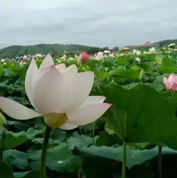 南宁出发醉美游玩路线古镇瀑布群荷花摘葡萄,周末走起