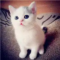 可爱小奶猫头像微信头像图片大全