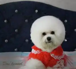 本地可爱的比熊犬幼犬会自己吃狗粮的,小狗狗很雪白可爱的狗狗