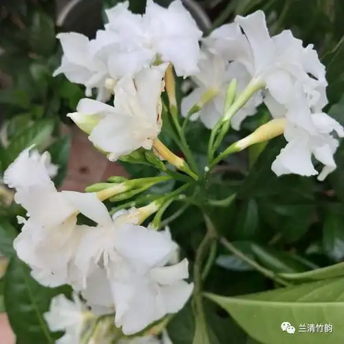 5种花真是被名字耽误了,明明开花美翻天,却不受人待见播