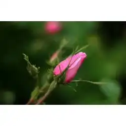 玫瑰苗木批发玫瑰苗木供应玫瑰苗木厂家网络114