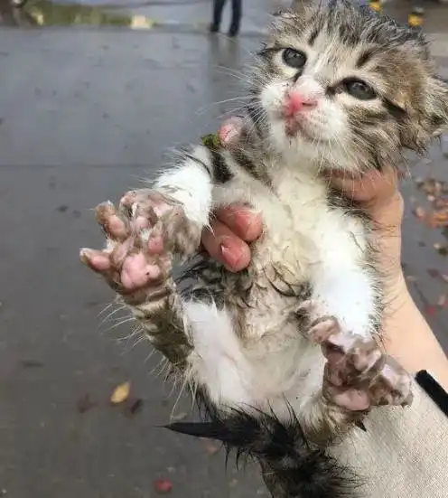 半夜捡到一只小奶猫,仔细一看,她差点气哭