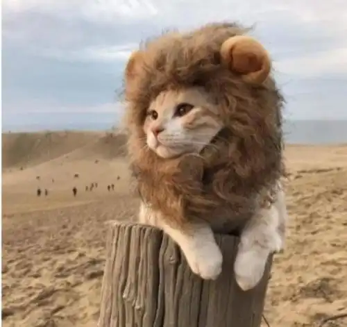 狮子头网红猫,求原图
