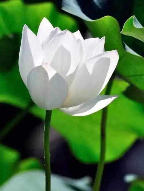 朋友圈最经典的说说,精辟至极,句句都是人生阅历