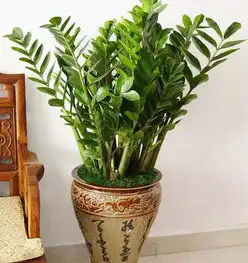 2017年养什么植物最旺财运