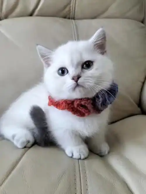 哪个婆娘赶紧来接手呀家有傻猫萌宠治愈猫咪仙女猫金点矮脚小奶猫猫舍