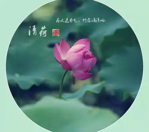 从此,心如莲花,不再恨人