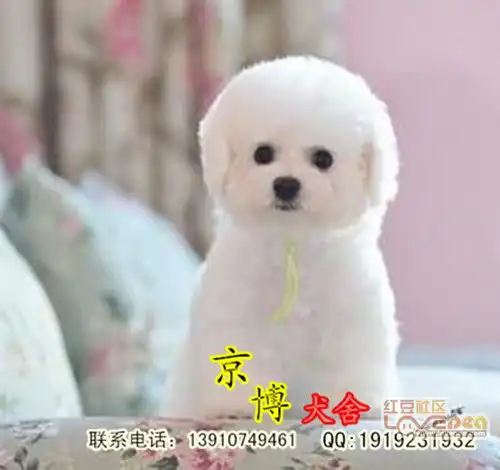 棉花糖比熊比熊幼犬出售北京比熊多少钱一只比熊犬舍