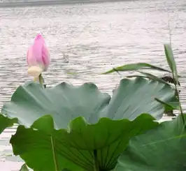 再拍荷花