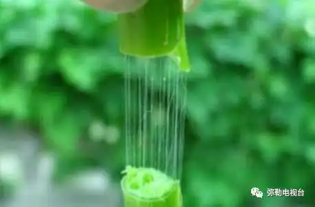弥勒百亩荷花齐开放,美到爆快来赏荷花,摘莲米,吃美食