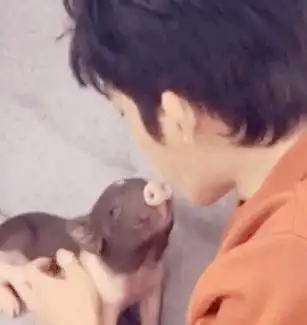 年度最萌的宠物不是井柏然的小花猪,是它