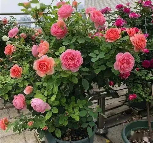 需要大盆养的3种花,别舍不得,盆大根壮,多开四五倍花