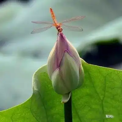 淡淡荷花香美