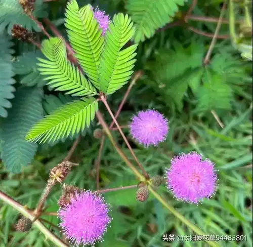 毒花家里放,花旺人不旺,5种小毒花,早搬走早省心兰花植物含羞草滴水观音网易订阅
