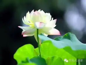 史无前例,120种荷花的拍摄技巧大放送