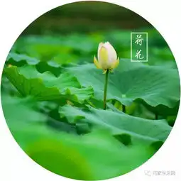 巧家莲塘的荷花,含苞待放惹人爱,一起看看去