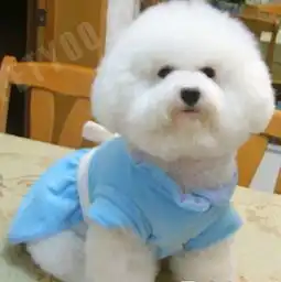 超白纯种法国比熊犬聪明可爱毛色纯白无泪痕无体味