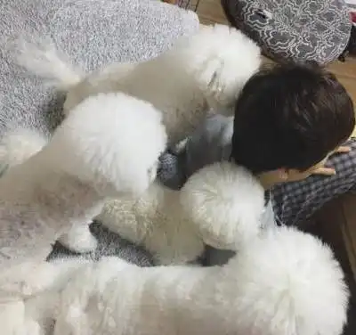 每天都被比熊犬淹没,简直不要太幸福,网友换成哈士奇试试