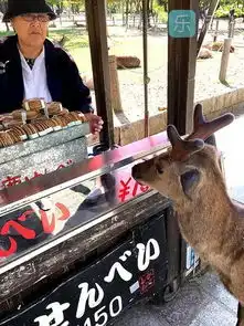 看山看鹿