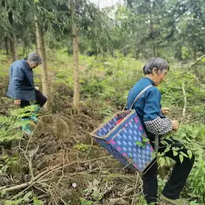 从蕨菜菊花枫香树入手贵州小山村开启被帮扶的振兴之路