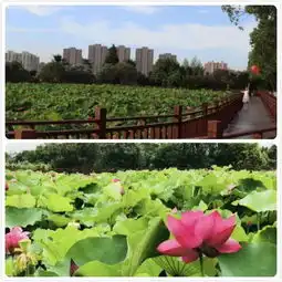 四季花开,你与联合差一场邂逅