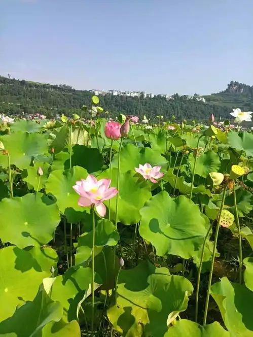 美平昌县第四届荷花节昨日开幕