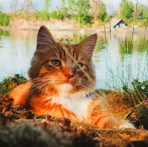 十橘九胖这只长成小松鼠的小奶猫,帅到突破天际绝对的冒险家一枚