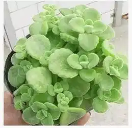 十二生肖的专属旺财植物