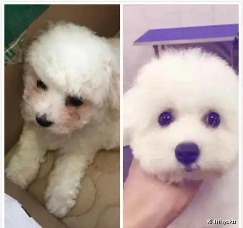 比熊犬有泪痕解决方法在这里