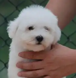 怎么挑选比熊犬