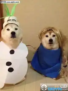 可爱秋田犬cosplay个性图片合集海岸线总是很蜿蜒