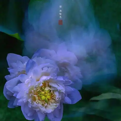 这位摄影师用多重曝光拍荷花,结果很魔幻