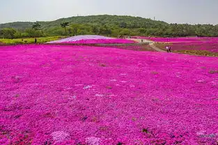 企业动态青州市友胜花卉苗木有限公司