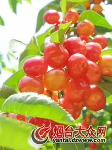 烟台大樱桃节开幕千名市民进园采摘尝鲜