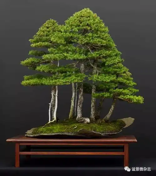 营造一个盈尺山林的意境