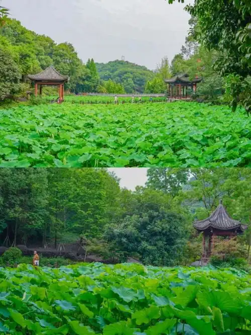 重庆第一波荷花渐开,10个赏花秘境周末安排上