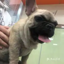 电话,地址,价格,营业时间北京宠物