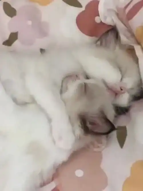 艾特你可爱的小姐妹来看像不像爱情可爱到爆炸小奶猫小奶猫的成长日记金渐层治愈系