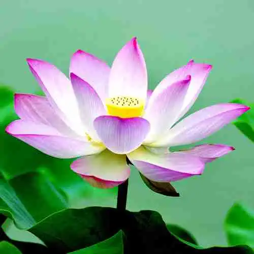 微信头像一支荷花微信头像图片大全