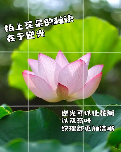 拍荷花不难,9个荷花拍照技巧,把荷花拍得不平常