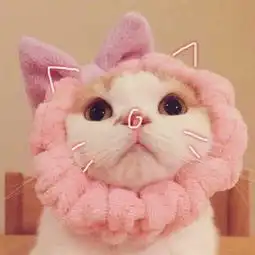 猫咪头像,我也想有一直刘二豆一样有趣的猫咪