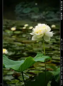 嘉定陈家山公园闻香会所出名的是荷花
