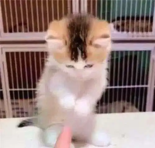 小奶猫和主人玩耍,被主人用手一指,下意识的反应萌化人心