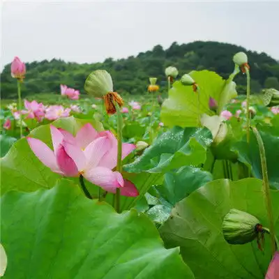 微信头像莲花唯美高清竞相