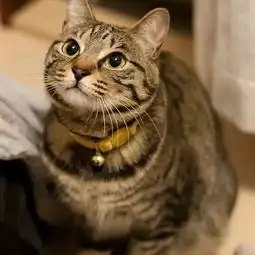 铲屎官们注意啦请务必告诉我你家的猫主子是什么颜色的