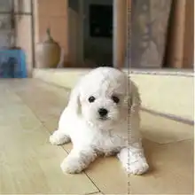 标题南京哪里有卖纯种比熊南京比熊幼犬多少钱怎么卖南京比熊幼犬价格
