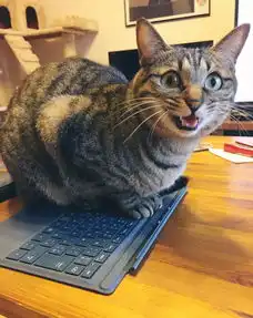 几年过去了,这些小奶猫竟然变成了这个样子