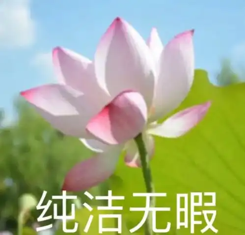 荷花头像快来一起加入群聊感受中老年人的快乐