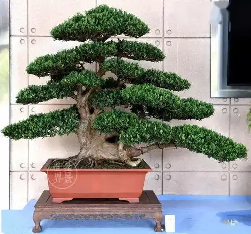 南通盆景佳作选